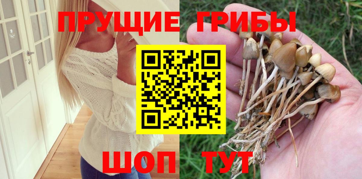 Галлюциногенные грибы Psilocybine cubensis Мценск